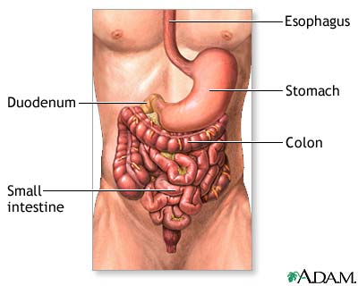 bodys anatomy