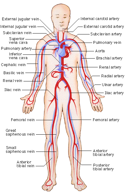 artery vein capillary. Veins And Arteries - QwickStep